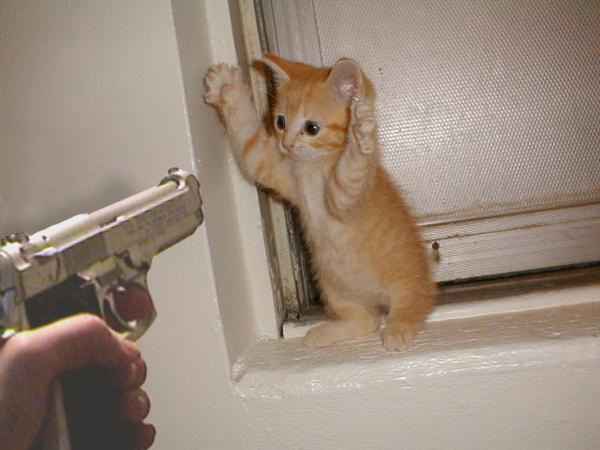 cat burglar