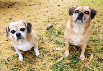 Jerry's pets